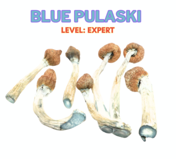 Buy Blue Pulaski Magic Mushroom Strain Online
